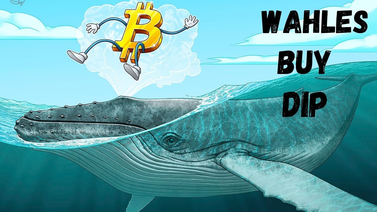 bitcoin whales stopped buying dips